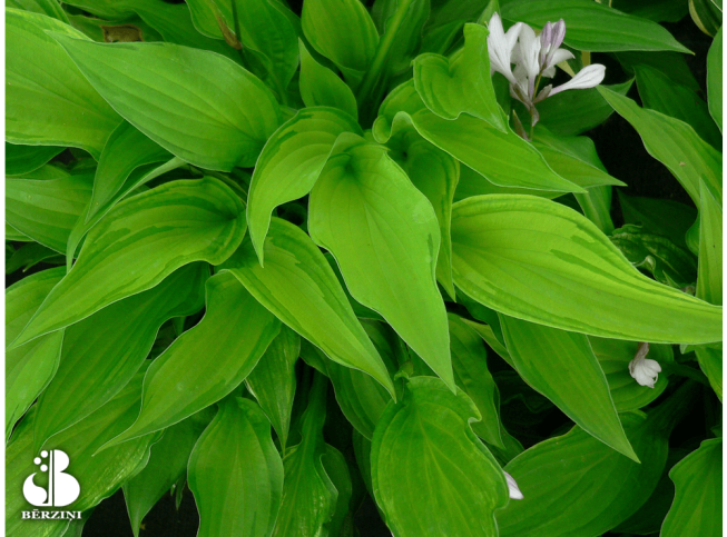 Hosta   'Fortunei Albopicta'